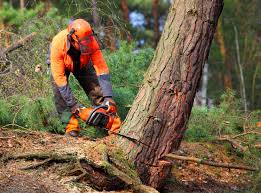 Best Tree and Shrub Care  in Oak Creek, WI